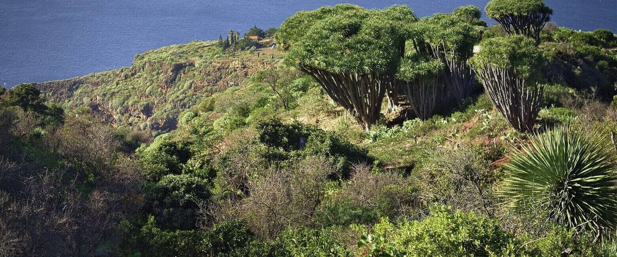 A coastal landscape with dense green vegetation and a few scattered trees.