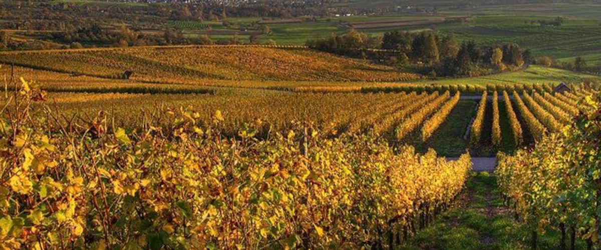 Heilbronner Feld bei Winzerhausen