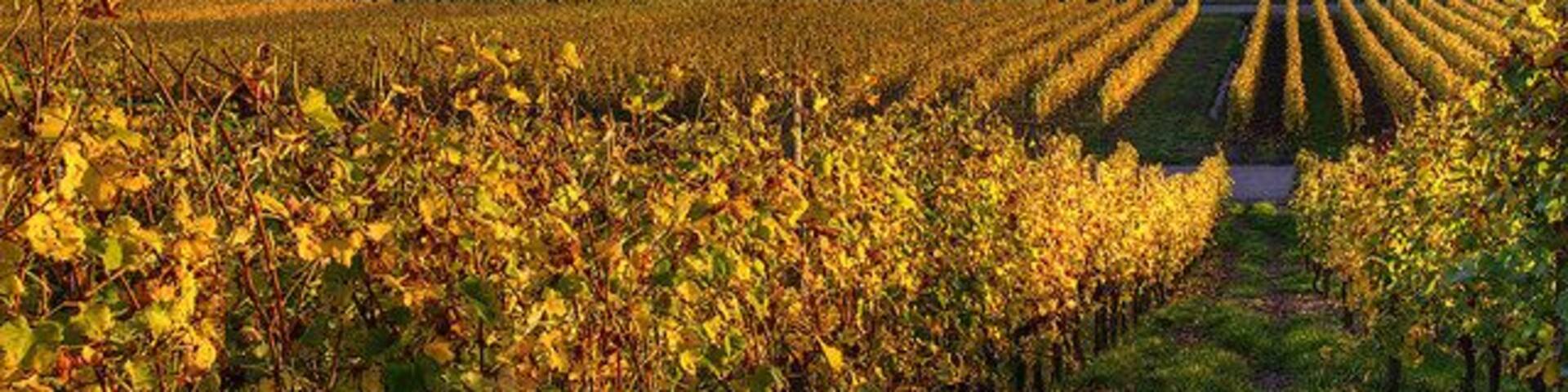 Heilbronner Feld bei Winzerhausen