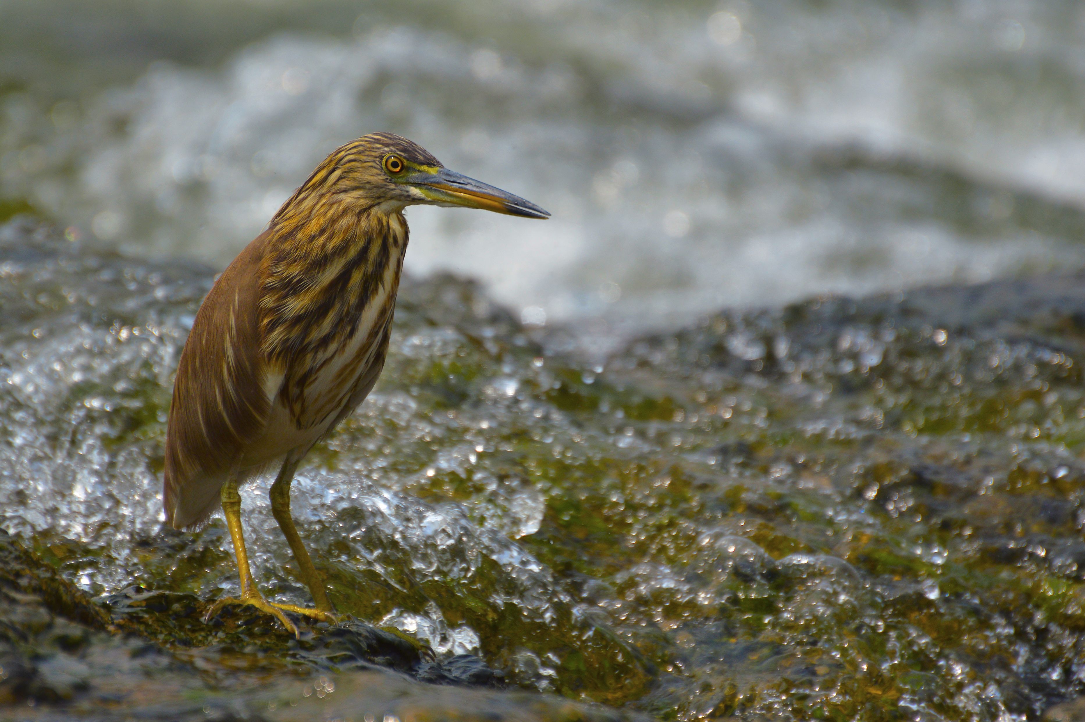 A bird standing on rocks in a flowing stream.