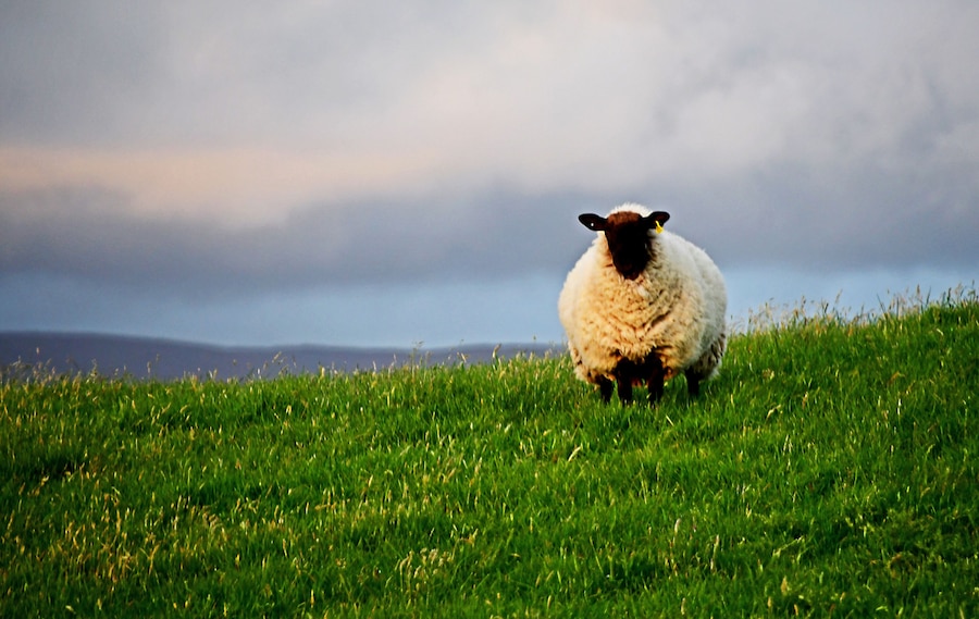 Photo opportunity in Co Sligo. #Nature