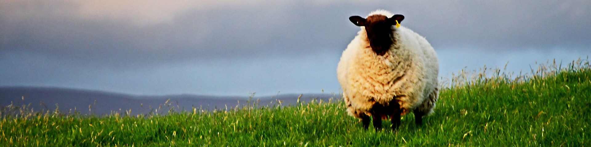 Photo opportunity in Co Sligo. #Nature