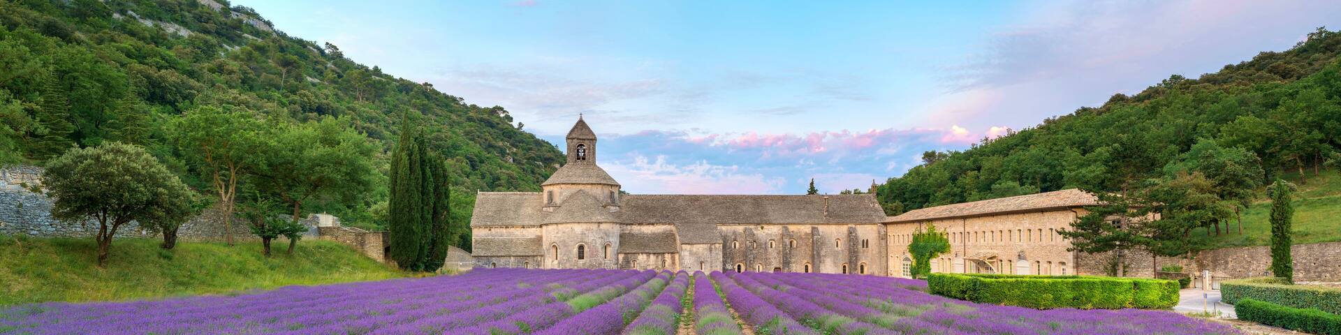 Lavender fields in full bloom in early July in front of Abbaye de SÈnanque Abbey at sunrise