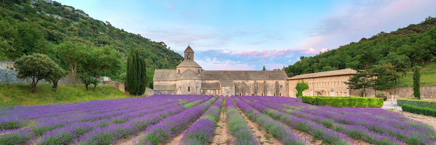 Lavender fields in full bloom in early July in front of Abbaye de SÈnanque Abbey at sunrise