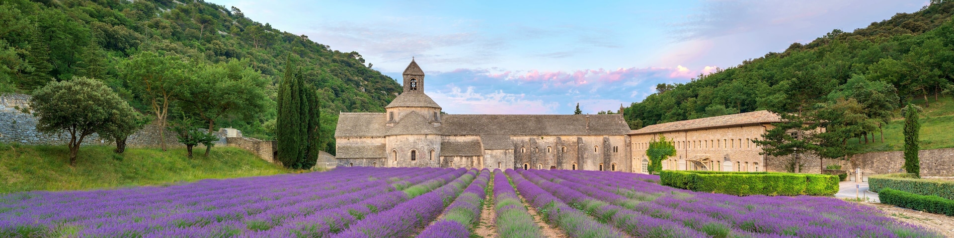 Lavender fields in full bloom in early July in front of Abbaye de SÈnanque Abbey at sunrise