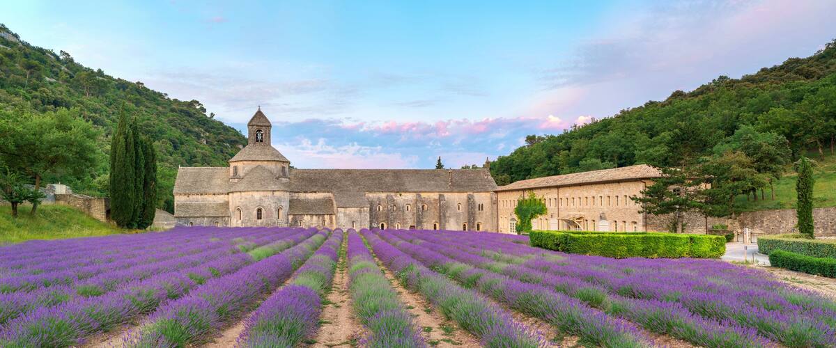 A lavender field in front of a historic building with a bell tower.