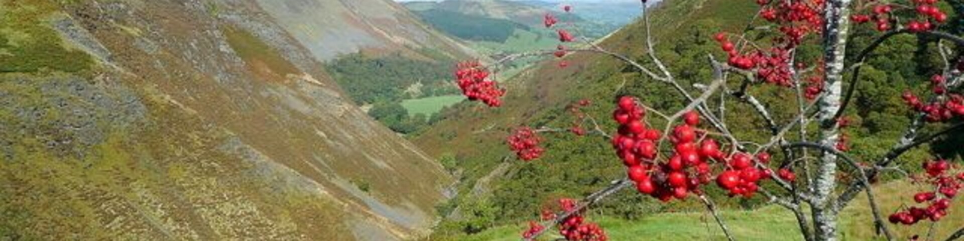 Rowan and Dylife Gorge The stunning V-shaped valley of the Afon Twymyn viewed from the mountain road between Machynlleth and Llanidloes. The rowans are loaded with fruit this year - is this a harbinger of a hard winter?