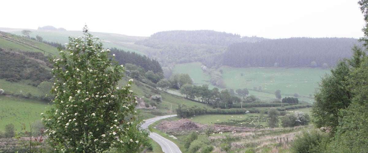 A winding road through a rural landscape with rolling hills, green fields, and a tree with white flowers.