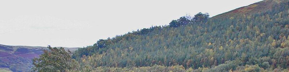 Eine hügelige Landschaft mit einem markanten Baum im Vordergrund und einem dichten Wald im Hintergrund.