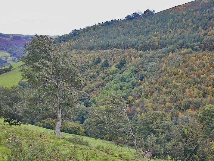Forestry on Banc Bronderwgoed