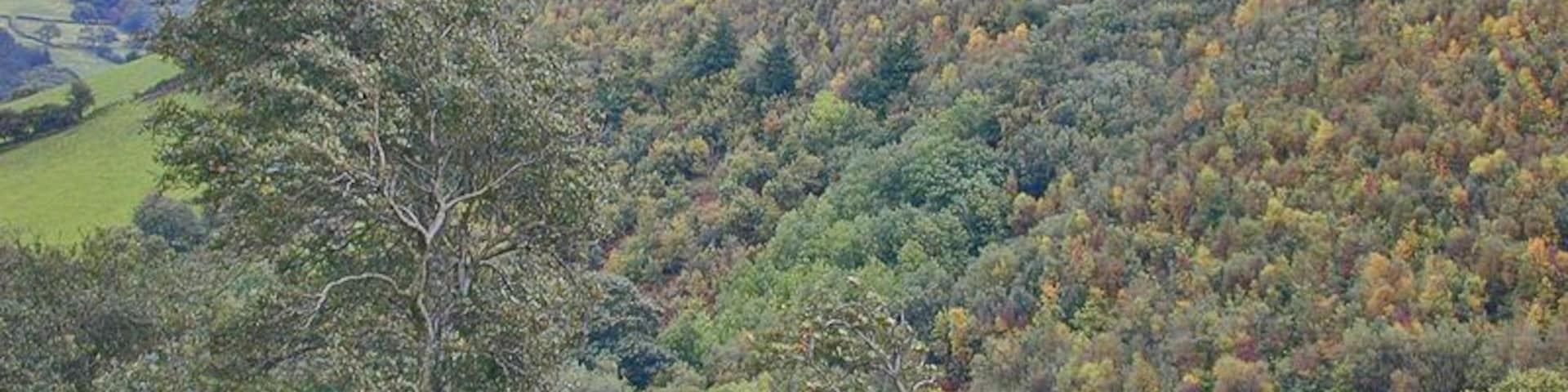 Forestry on Banc Bronderwgoed