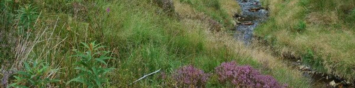 The young River Severn