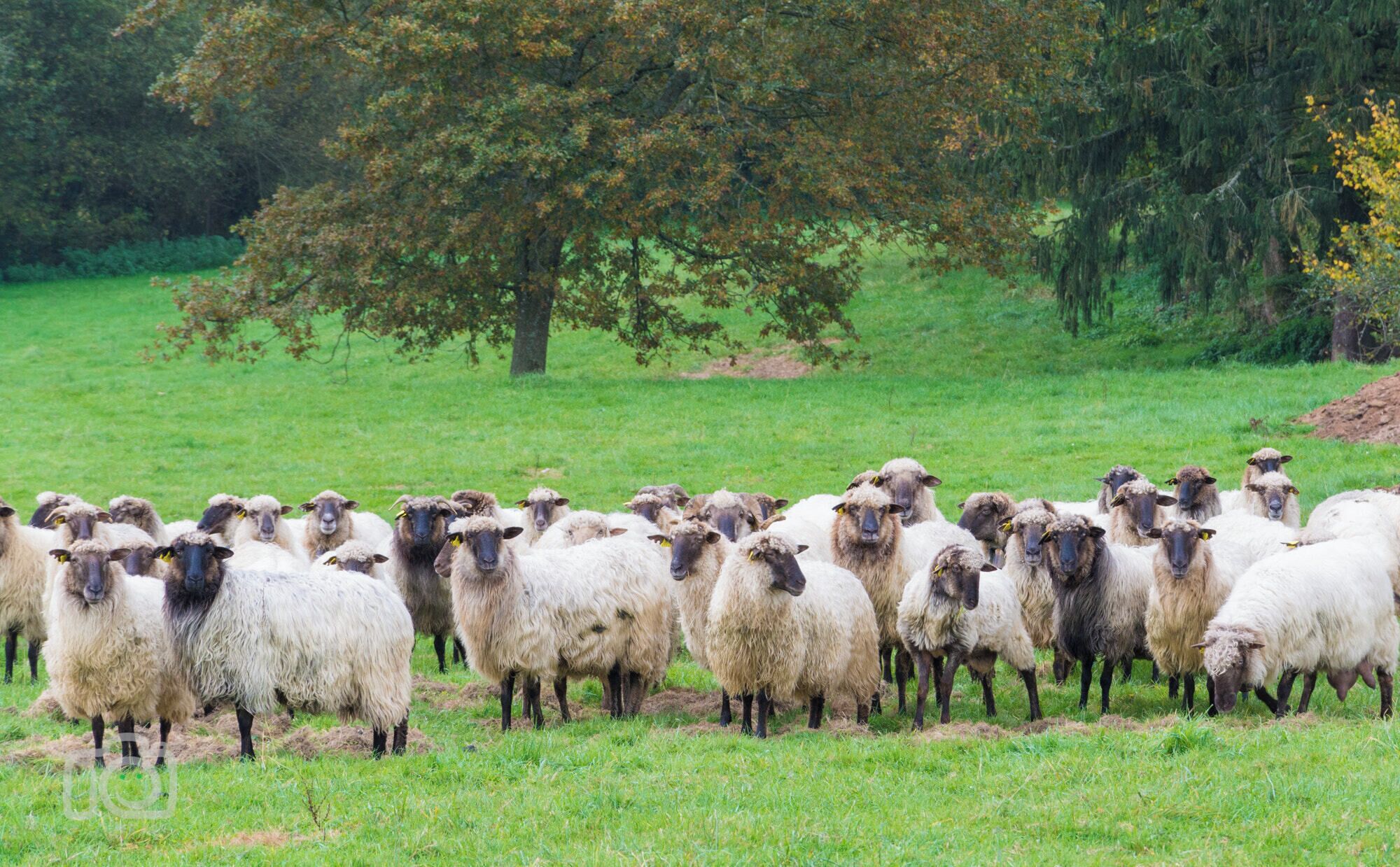 500px provided description: The Latxa is a breed of domestic sheep native to the Basque Country of Spain. Mostly contained within the provinces of Biscay, Gipuzkoa and Navarre, Latxa are dairy sheep whose milk is used to produce Idiaz?bal cheese. [#europe ,#grass ,#animal ,#spain ,#countryside ,#pasture ,#country ,#farm ,#outdoors ,#sheep ,#herd ,#cheese ,#euskadi ,#ovejas ,#black head ,#lachas ,#erchedi ,#latxas ,#mekoleta ,#Idiaz?bal]