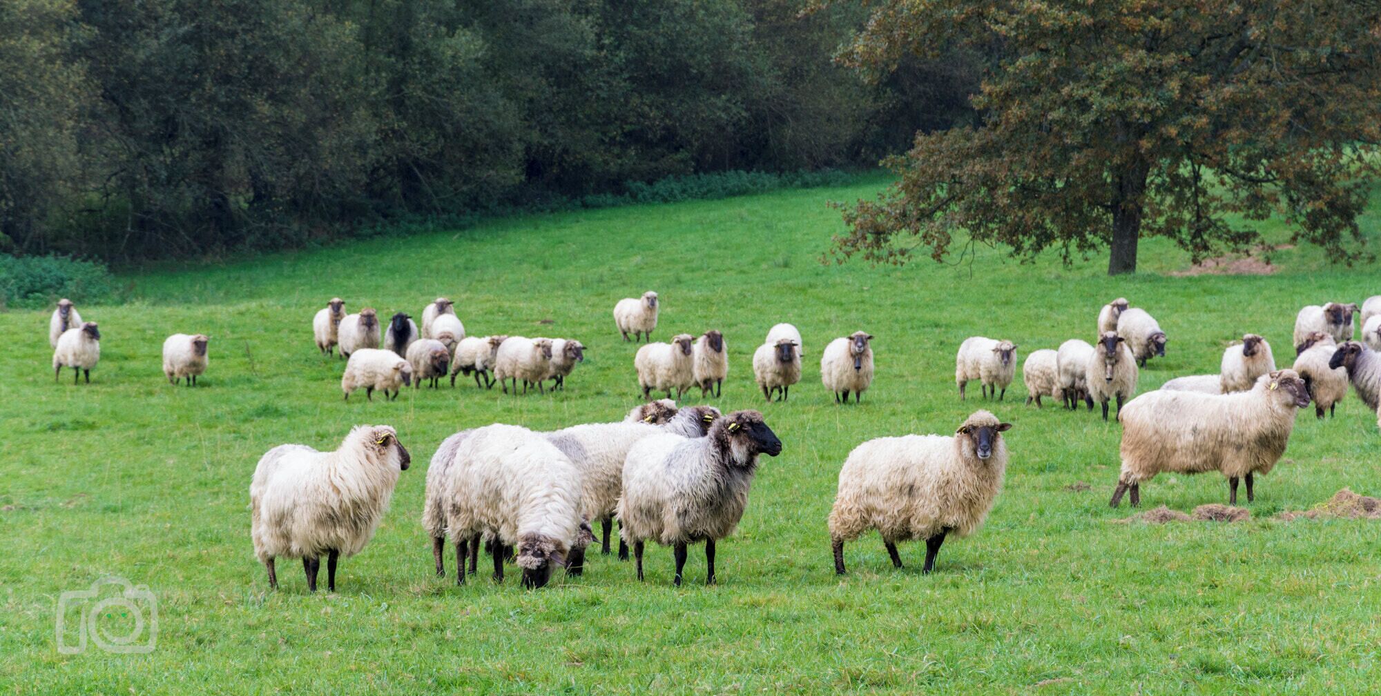 A flock of sheep grazing in a grassy field with trees in the background.