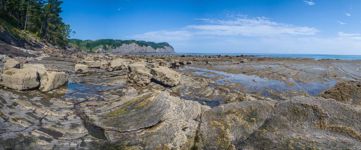 A rocky shoreline with tide pools and a forested cliff.