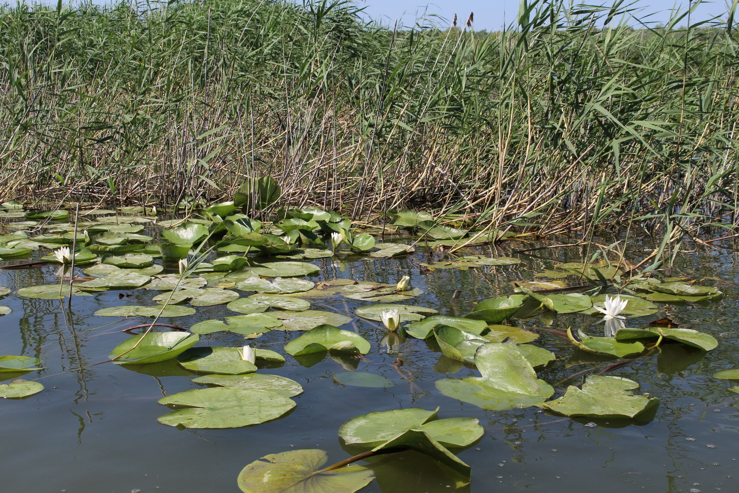 Gölyazı, Bursa, Turkey 
#green #greenphotosweepstakes #photooftheday #photo #travel #holiday #history  #nofilter #golyazi #bursa #turkey 