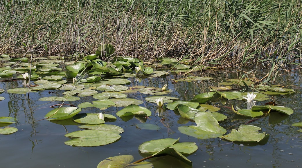 Gölyazı, Bursa, Turkey
#green #greenphotosweepstakes #photooftheday #photo #travel #holiday #history #nofilter #golyazi #bursa #turkey
