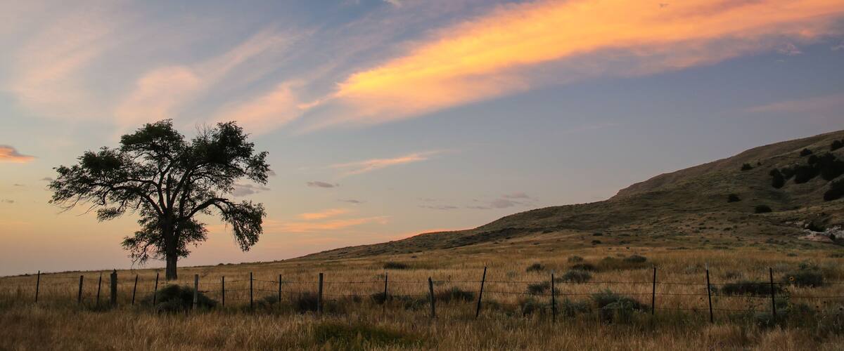 A solitary tree in a grassy field with a fence in the foreground and a hill in the background under a sunset sky.