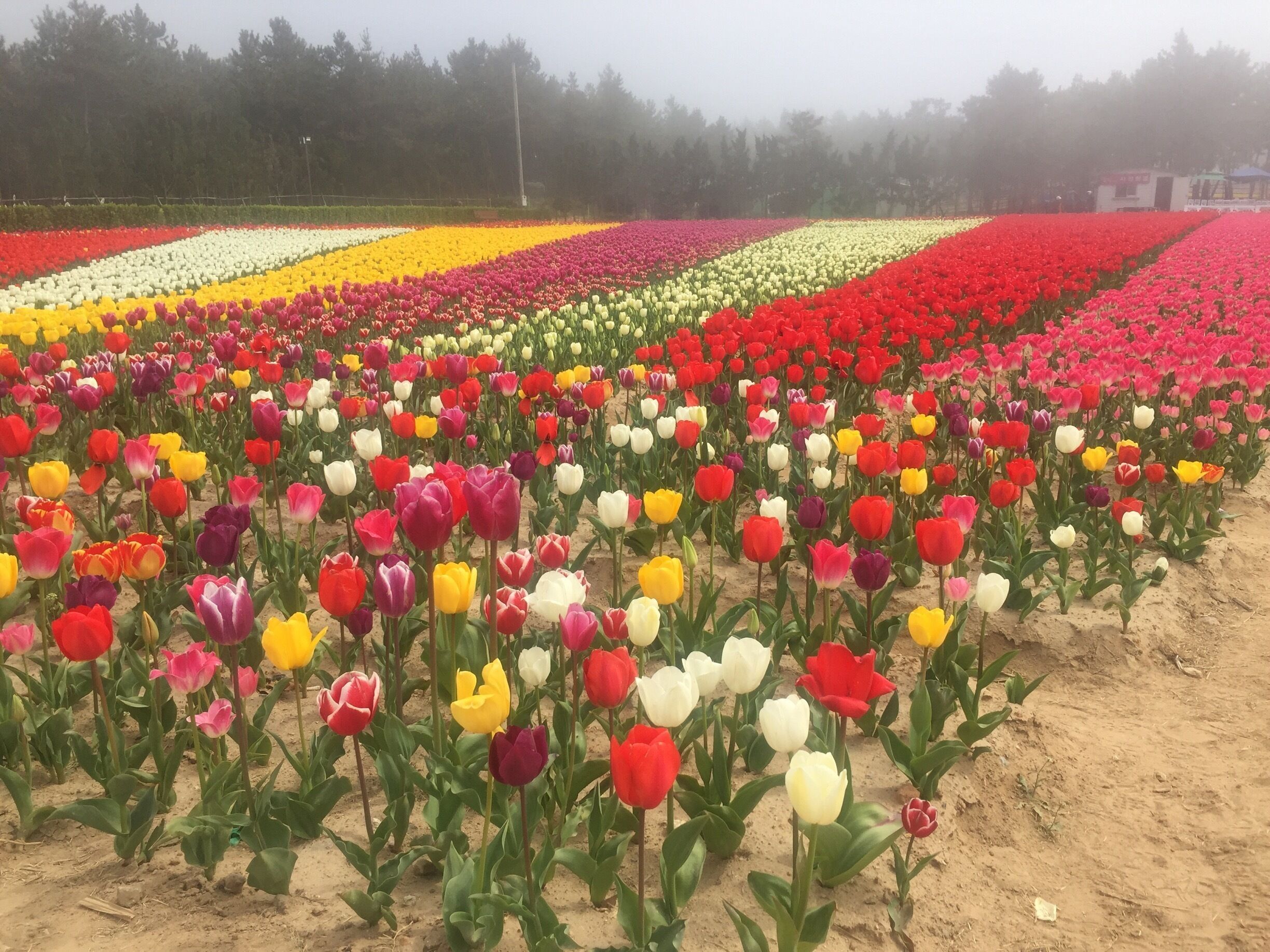 Shian Tulip Festival