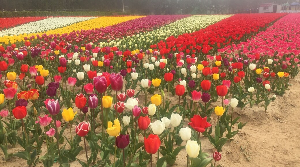 Shian Tulip Festival