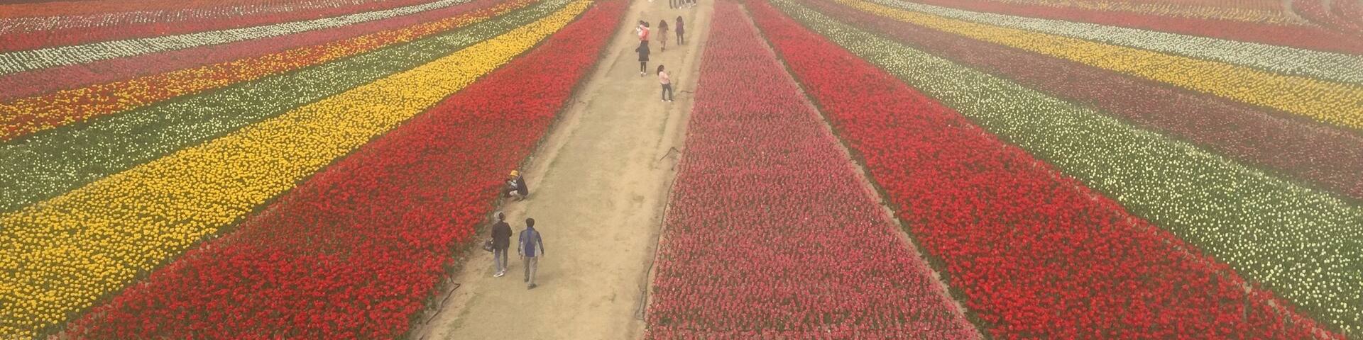Shian Tulip Festival
