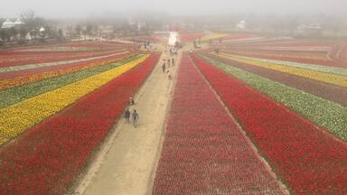 Shian Tulip Festival
