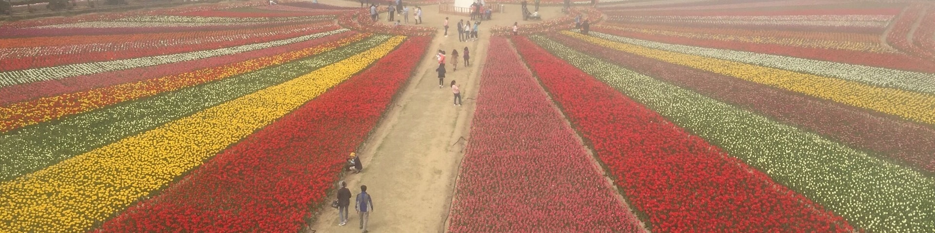 Shian Tulip Festival