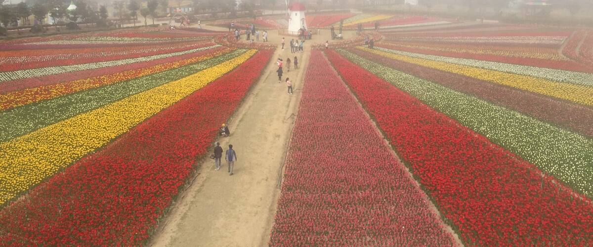 A tulip field with rows of red, yellow, and green flowers.