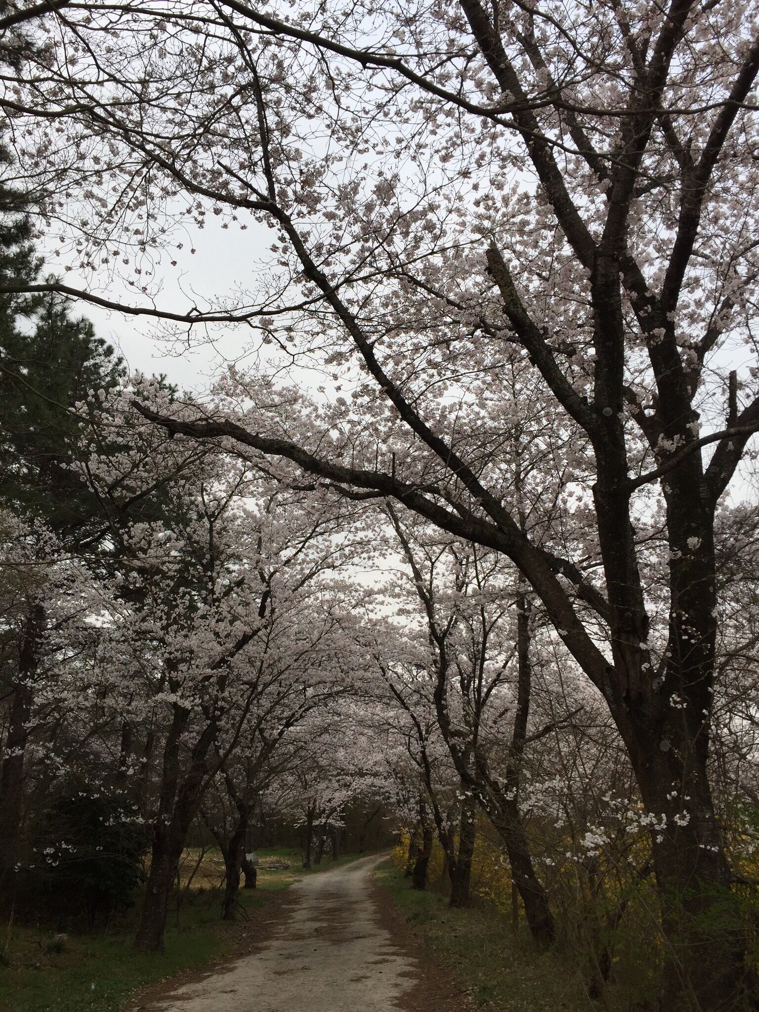 cherry blossom in Yeong-am at southwestern of south korea.