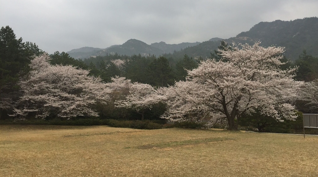 good place for sightseeing cherry blossom.
Wang-in birth place.
Wang-in is big scholar of confusion at 5th centry.
he moved to japan, spread his knowledges.
