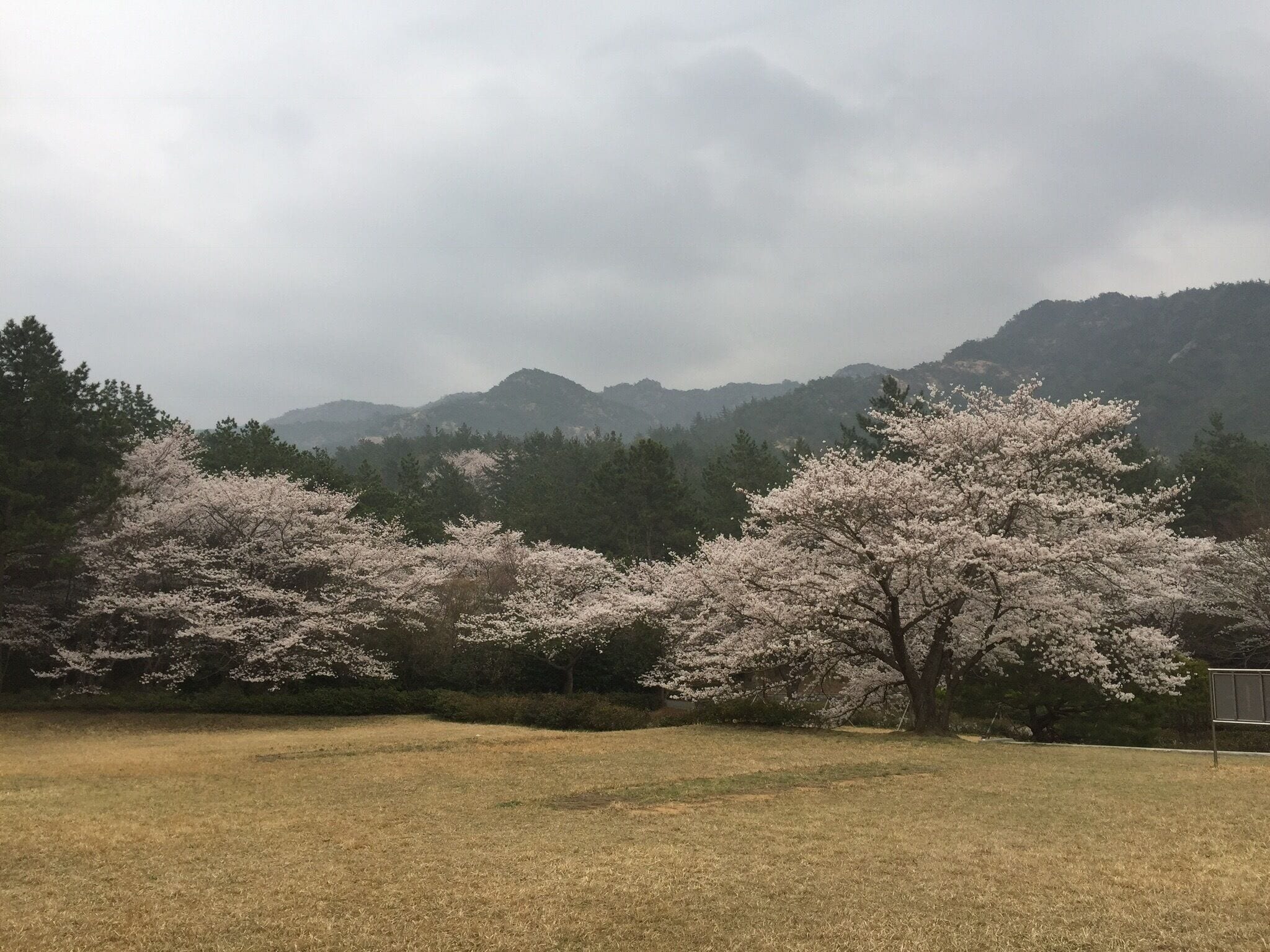 A field with cherry blossom trees and a mountain range in the background.