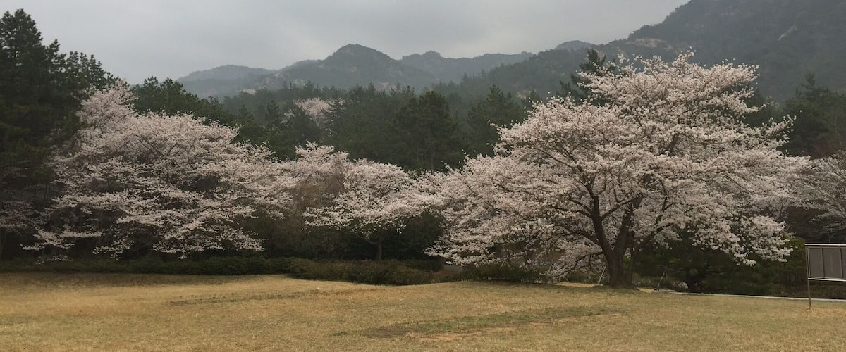 A field with cherry blossom trees and a mountain range in the background.