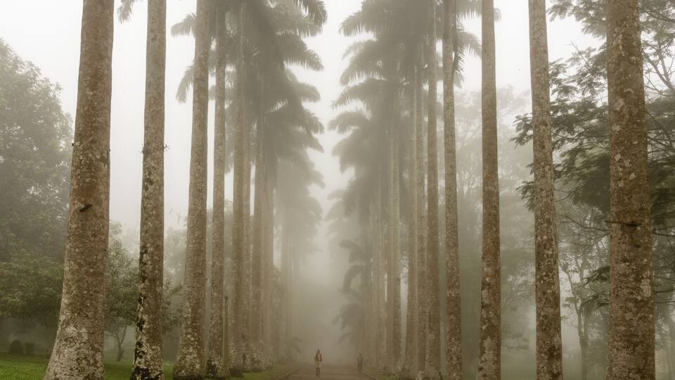 A foggy road flanked by tall trees.