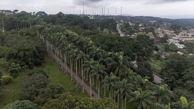 Aerial view of Aburi Botanical Gardens and Park featuring a long path lined with tall palm trees surrounded by lush tropical vegetation and the town of Aburi, Eastern Region, Ghana.