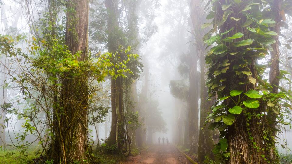 A misty forest path with tall trees and dense foliage.
