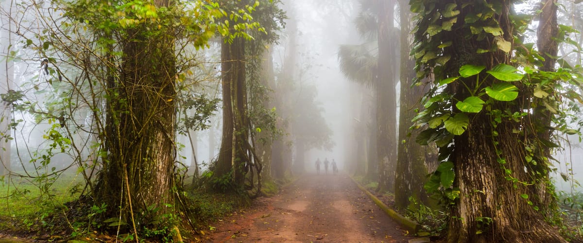 A misty forest path with tall trees and dense foliage.