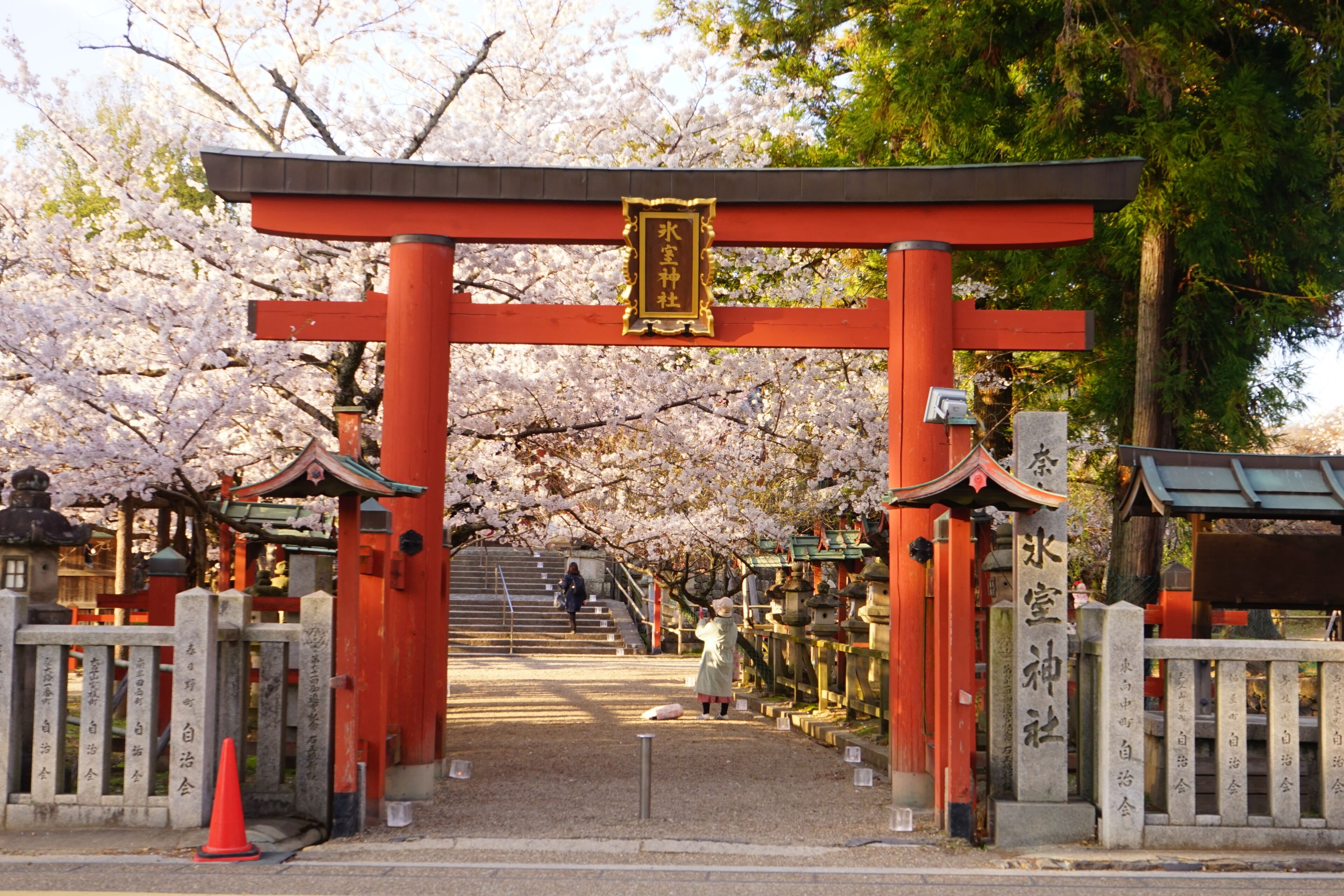 Torii of Himuro-jinja or Shrine and Pink Cherry Blossom in Nara, Japan - 日本 奈良県 氷室神社 鳥居 桜の花