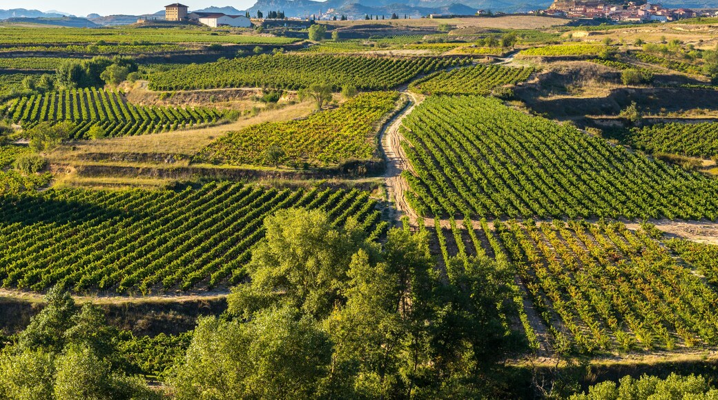 San Vicente de la Sonsierra