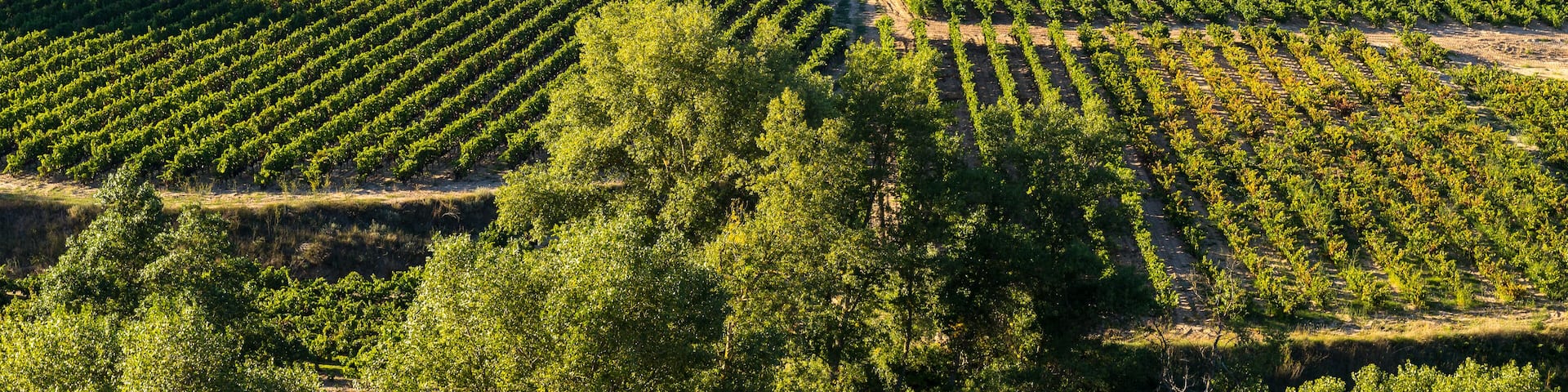 Vineyard, San Vicente de la Sonsierra as background, La Rioja (Spain); Shutterstock ID 402732421