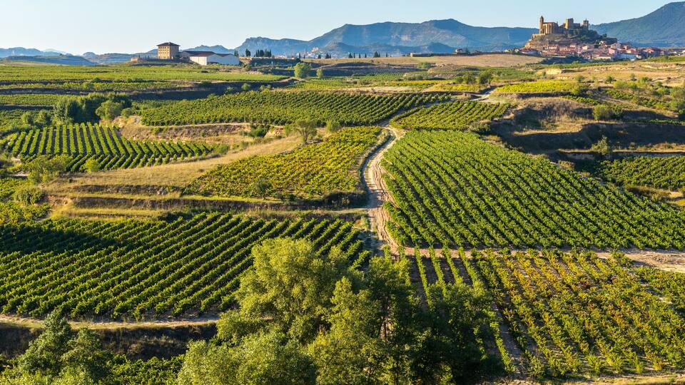A vineyard with rows of grapevines, a castle on a hill, and a clear blue sky.