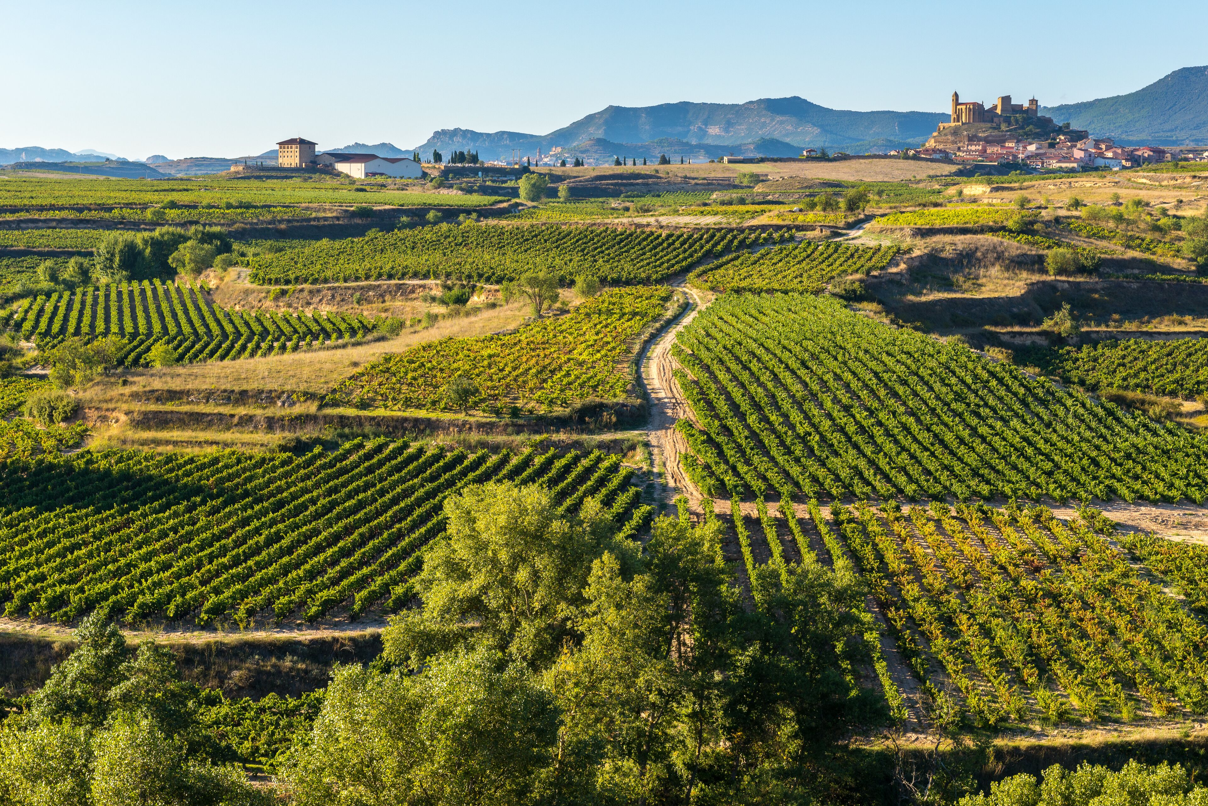 A vineyard with rows of grapevines, a castle on a hill, and a clear blue sky.