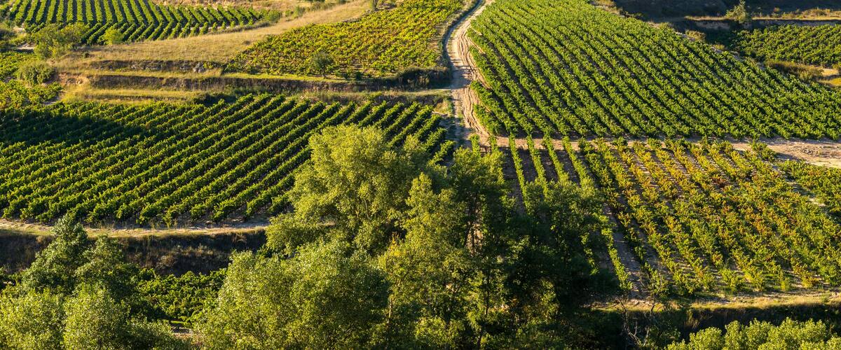 A vineyard with rows of grapevines, a castle on a hill, and a clear blue sky.