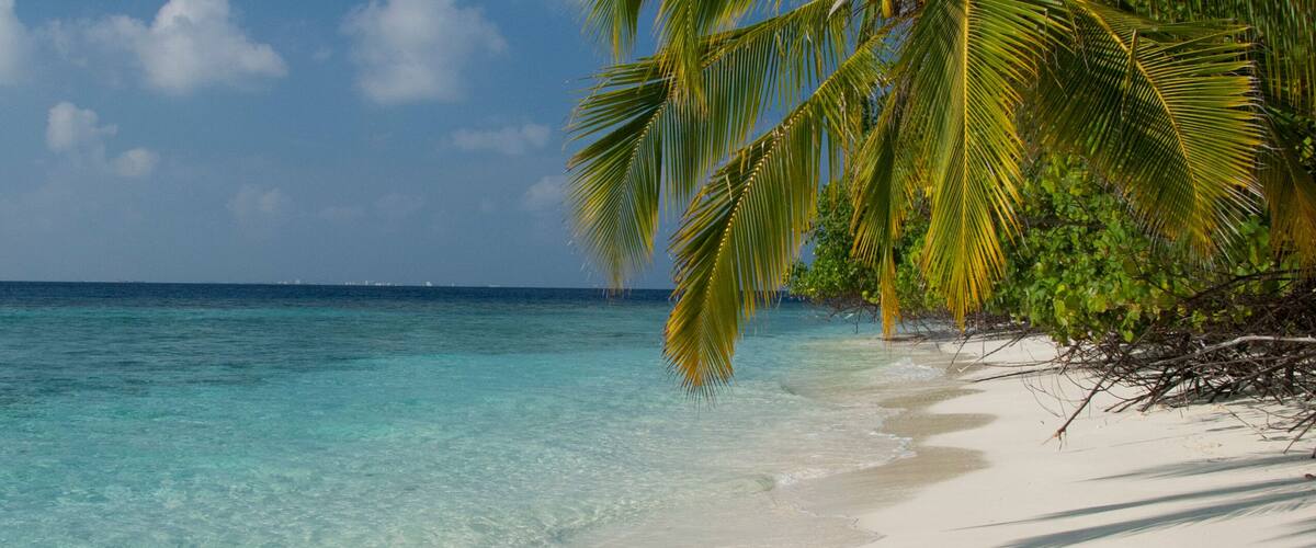 A tropical beach with clear turquoise water, white sand, and a palm tree.