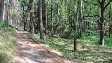 Bory Tucholskie National Park