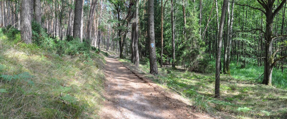 A forested trail with tall trees and a dirt path.