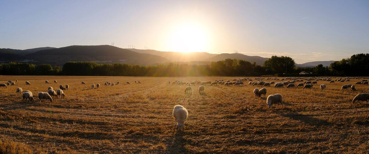 Flock of sheep grazing in a meadow at sunset with warm golden light in Lumbier, Navarra, Spain