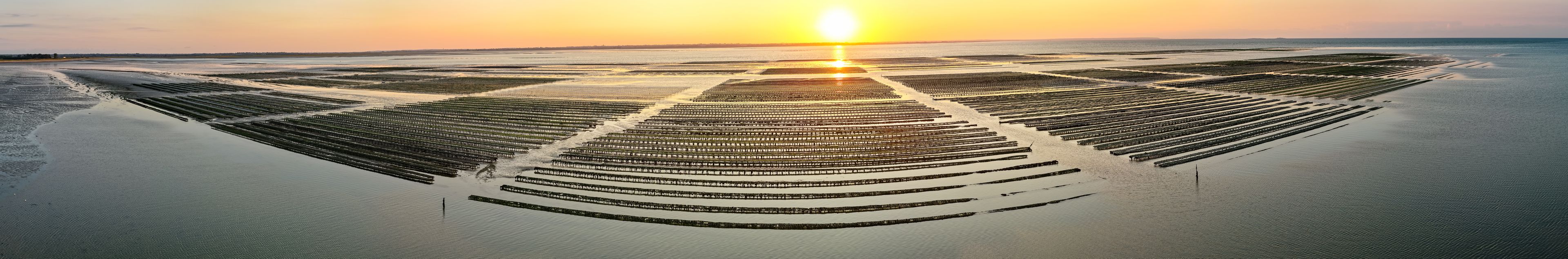 Ampia struttura a griglia di recinti per acquacoltura in uno specchio d'acqua, con il sole al tramonto sullo sfondo.