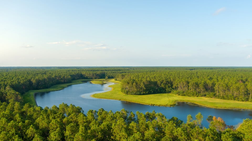 A river winding through a dense forest with a clear sky.