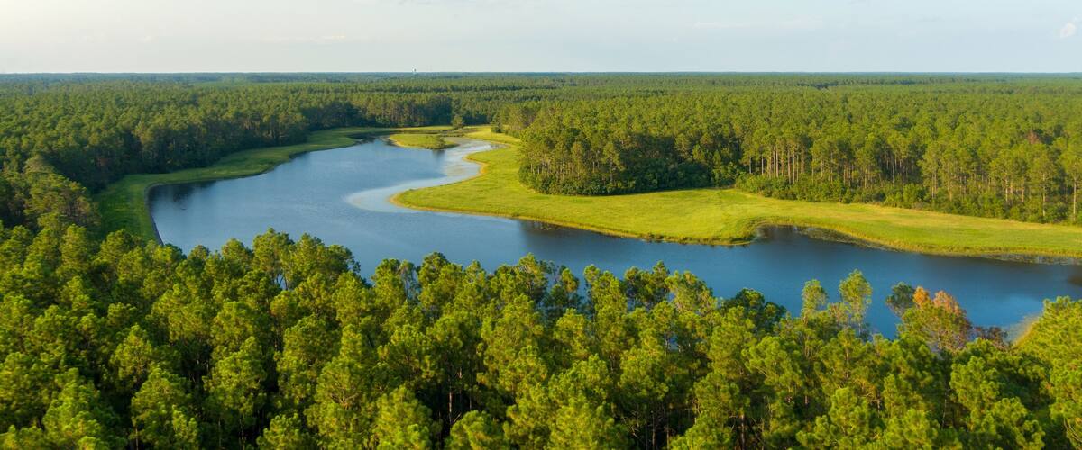 A river winding through a dense forest with a clear sky.