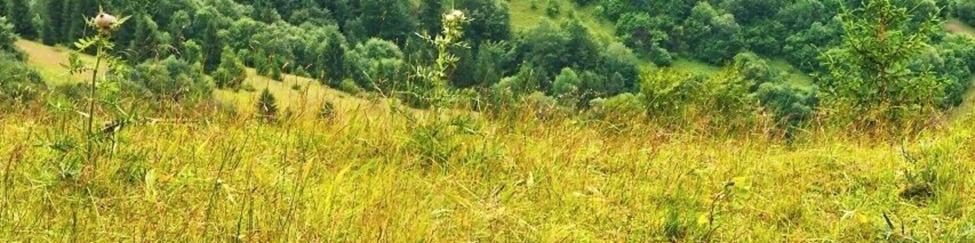 July 2014
Velká Fatra is part of West Carpathians in Slovakia and National park sice 2002. Highest peak are up to 1572 m, the mountains are forrested mainly with beech and sparsely with fir, spruce and pine. In higher parts there are ridge top cattle pastures from 15-17th century Walachian colonization. It is a popular hiking area, though not so much visited as other Slovakian mountains as Tatras or Malá Fatra.
View of Magury ridge (1.200 m) on the hike from Revuce to Ploska peak (1.532 m).